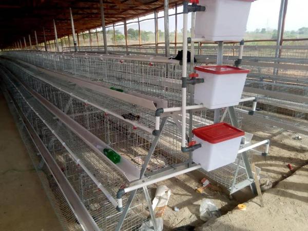 LIVI-Poultry-Equipment-Suppliers-in-Pakistan