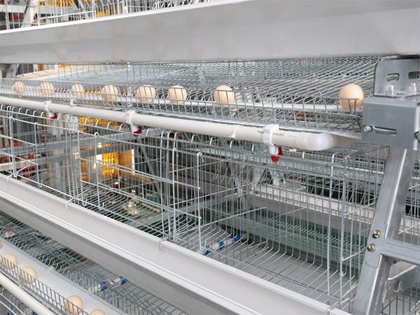 The Benefits of Automatic Battery Cage Systems