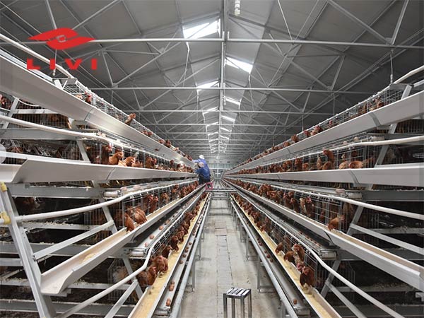 Affordable-Price-Battery-Cage-System-in-Nigeria-from-LIVI