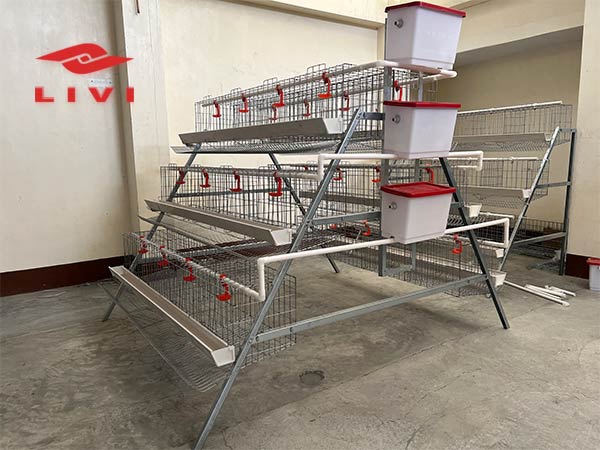 Cost-of-Chicken-Cage-in-Colombia-for-Rearing-5000-Layer