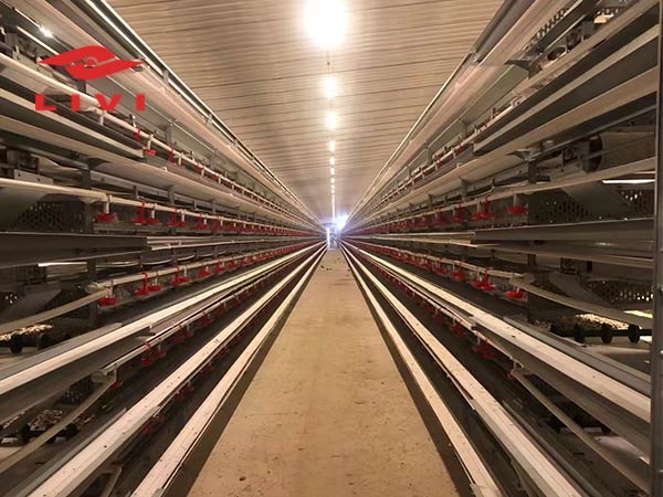 How Much is Cost of Layer Chicken Battery Cages for Sale in Kenya