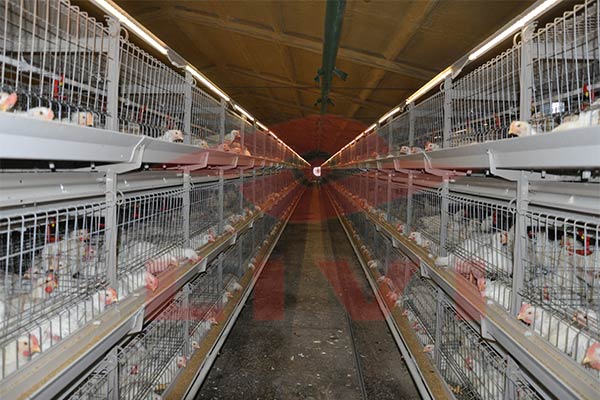 What-Would-it-Cost-for-5000-birds-Broiler-Cages-in-Bolivia